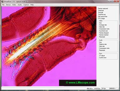 Procesar y capturar un video en microscopa mediante la herramienta de cdigo abierto Virtualdub 1.7 con Microsoft Windows Vista.