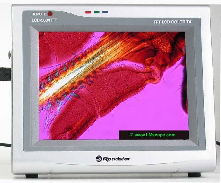 microscope live view sur un moniteur LCD avec DSLR
