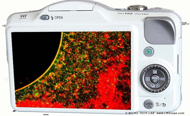 Panasonic Lumix GF3 display for microscopy use with adapter