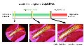 Digital Consumer cameras in microscopy