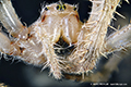 Example application LM macroscope 24x: European garden spider (Araneus diadematus)