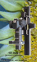 Extreme Makroaufnahmen: Anwendungsbeispiel Sonnenblume mit LM Makroskop
