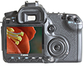 Test: Canon EOS 40D am Mikroskop: Ein DSLR-Klassiker mit fortschrittlichen Sensor