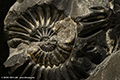Anwendungsbeispiel: Versteinerte Ammoniten unter dem Mikroskop /  LM Makroskop / Naturfotografie Fossilien