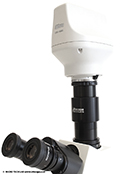 Nikon’s DS-Ri2 high-resolution full-frame sensor microscope camera performs impressively on all microscopes!