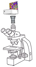 Upgrade your AmScope T800 laboratory microscope with state-of-the-art camera technology using our LM adapter solutions!