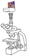 Top-Digitalkameras:  AmScope T800 Labormikroskop mithilfe unserer LM Adapterlsungen