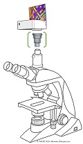 AmScope T610D-IPL und  LM Adapterlösungen: das low-cost Mikroskop kann auch mit modernen Kamerasystemen punkten