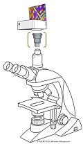 The low-cost AmScope T610D-IPL microscope is a great fit for contemporary camera systems, thanks to our LM adapter solutions