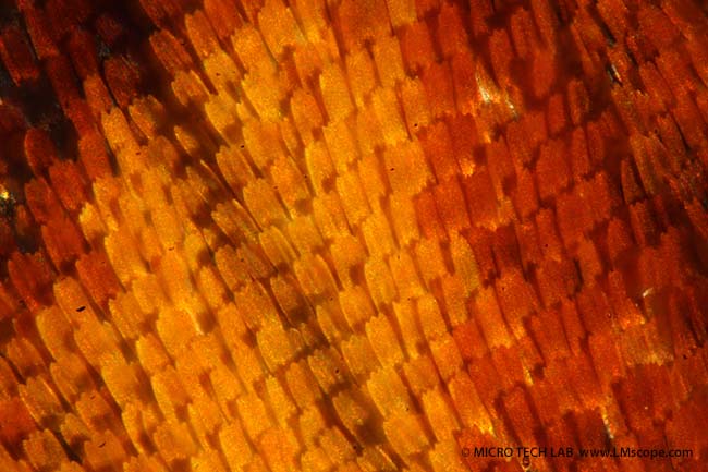 butterfly wing magnified 125x focus stacking