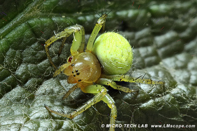 Spider stacked LM macroscope plus Helicon Software