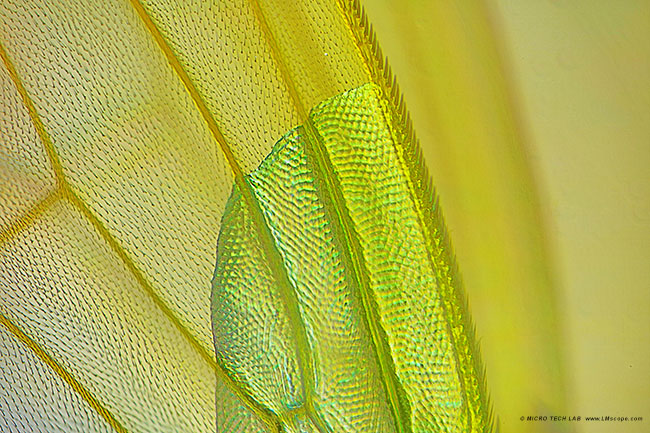 Alas de mosca de la fruta (drosophila), adaptador digital LM, microscopio zeiss, software Canon Utility 3